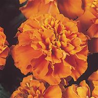 Janie Deep Orange French Marigold Bloom