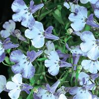 Riviera Blue Splash Lobelia Bloom