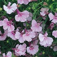 Riviera Lilac Lobelia Bloom