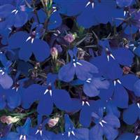 Riviera Marine Blue Lobelia Bloom