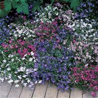 Riviera Mixture Lobelia Landscape