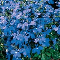 Riviera Sky Blue Lobelia Bloom