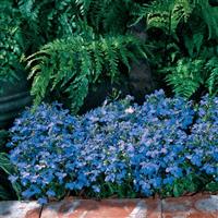 Riviera Sky Blue Lobelia Landscape