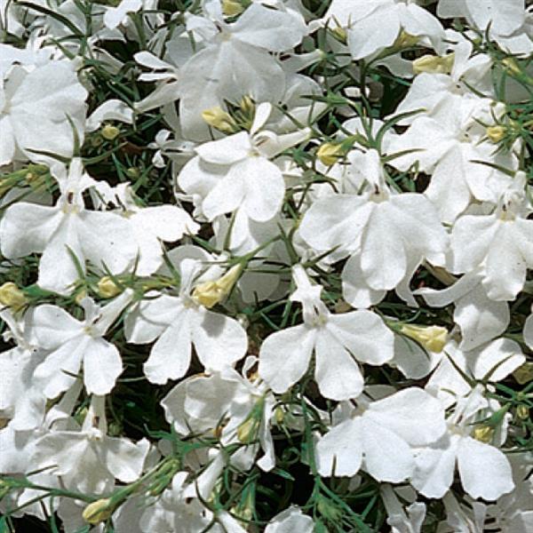 Riviera White Lobelia Bloom