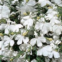 Riviera White Lobelia Bloom