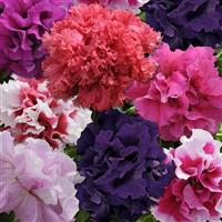 Glorious Mixture Double Petunia Bloom