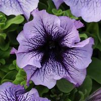 Daddy® Blue Petunia Bloom