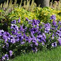 Daddy® Blue Petunia Landscape