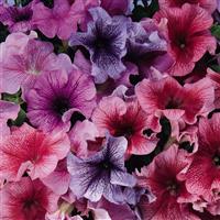 Daddy® Mixture Petunia Bloom