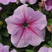 Daddy® Peppermint Petunia Bloom