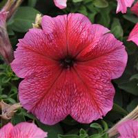 Daddy® Red Petunia Bloom