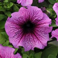 Daddy® Sugar Petunia Bloom