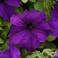 Supercascade Blue Petunia Bloom