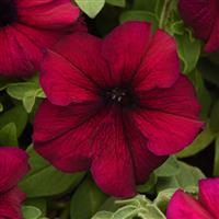 Supercascade Burgundy Petunia Bloom