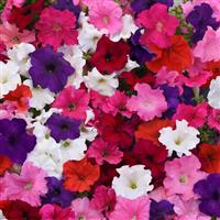 Supercascade Mixture Petunia Bloom