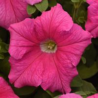 Supercascade Pink Petunia Bloom