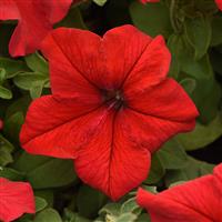 Supercascade Red Petunia Bloom