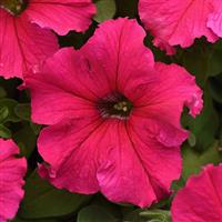 Supercascade Rose Petunia Bloom