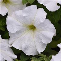 Supercascade White Petunia Bloom