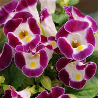 Kauai™ Burgundy Torenia Bloom