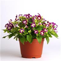 Kauai™ Burgundy Torenia Container