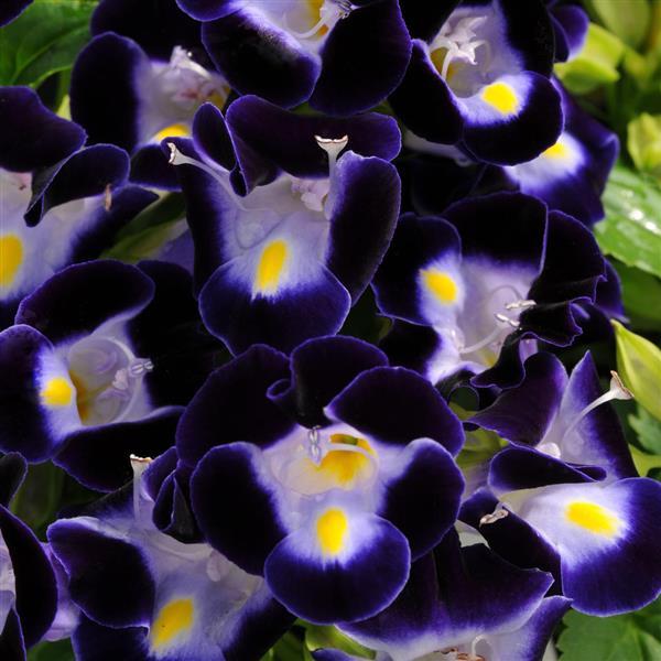 Kauai™ Deep Blue Torenia Bloom