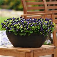 Kauai™ Deep Blue Torenia Container