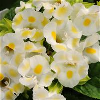 Kauai™ Lemon Drop Torenia Bloom