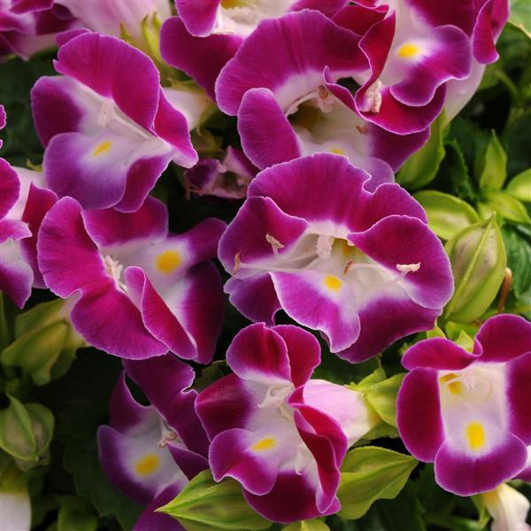 Kauai™ Magenta Torenia Bloom