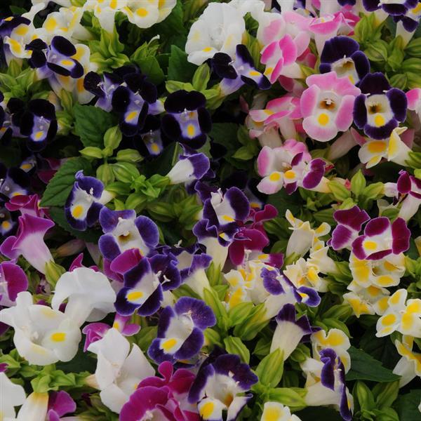 Kauai™ Mixture Torenia Bloom