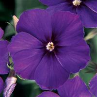 21st Century Blue Phlox Bloom