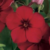 21st Century Crimson Phlox Bloom
