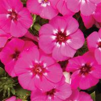 21st Century Pink Phlox Bloom