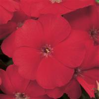 21st Century Scarlet Phlox Bloom