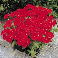 21st Century Scarlet Phlox Container