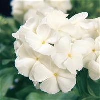21st Century White Phlox Bloom