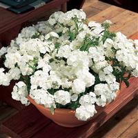 21st Century White Phlox Container