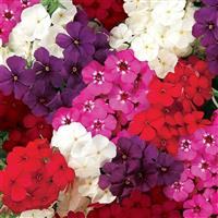 21st Century Mixture Phlox Bloom