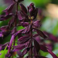 Lighthouse Purple Salvia Bloom