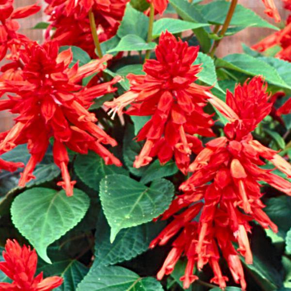 Lighthouse Red Salvia Bloom