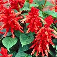 Lighthouse Red Salvia Bloom