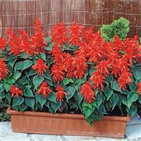 Lighthouse Red Salvia Container