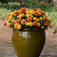 Strawberry Blonde French Marigold Container