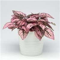 Splash Select™ Pink Hypoestes Container