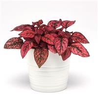 Splash Select™ Red Hypoestes Container