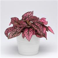 Splash Select™ Rose Hypoestes Container