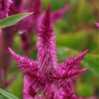 Celway™ Purple Celosia Bloom
