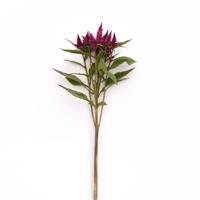 Celway™ Purple Celosia Single Stem, White Background