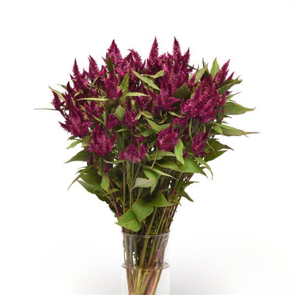 Celway™ Purple Celosia Mono Vase, White Background