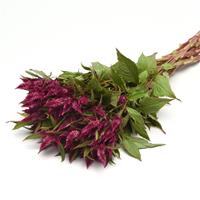 Celway™ Purple Celosia Grower Bunch